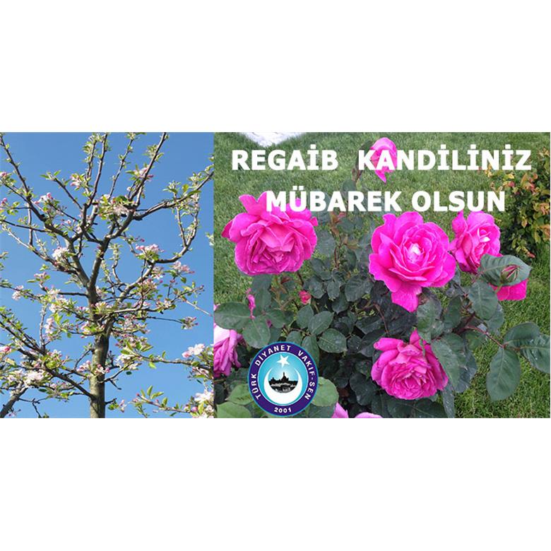 REGAİB KANDİLİNİZ MÜBAREK OLSUN